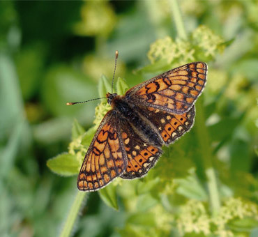 Euphydryas aurinia